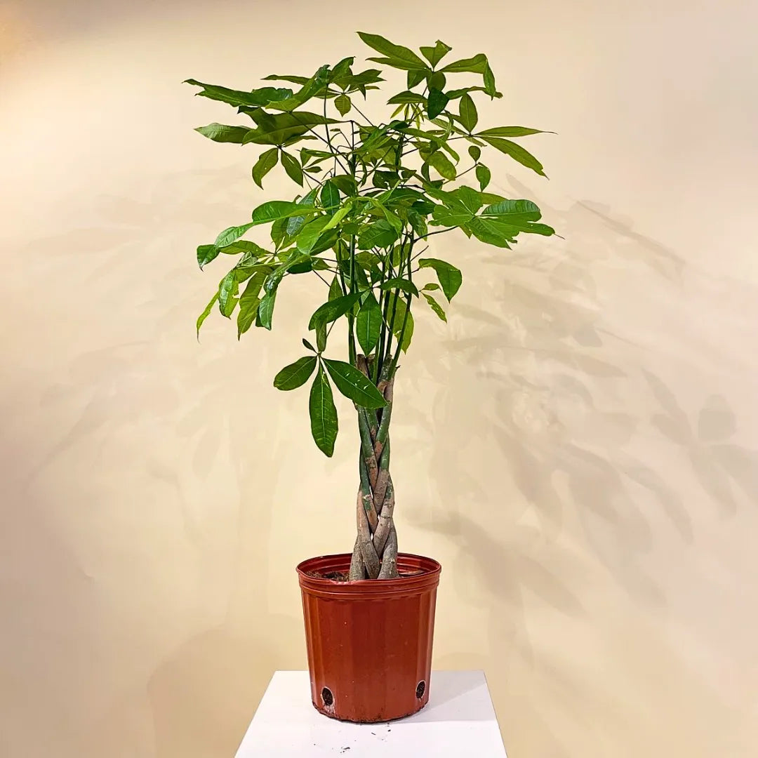 Buy Pachira Aquatica "Braided" | Money Tree - Plant Online at Lalitenterprise