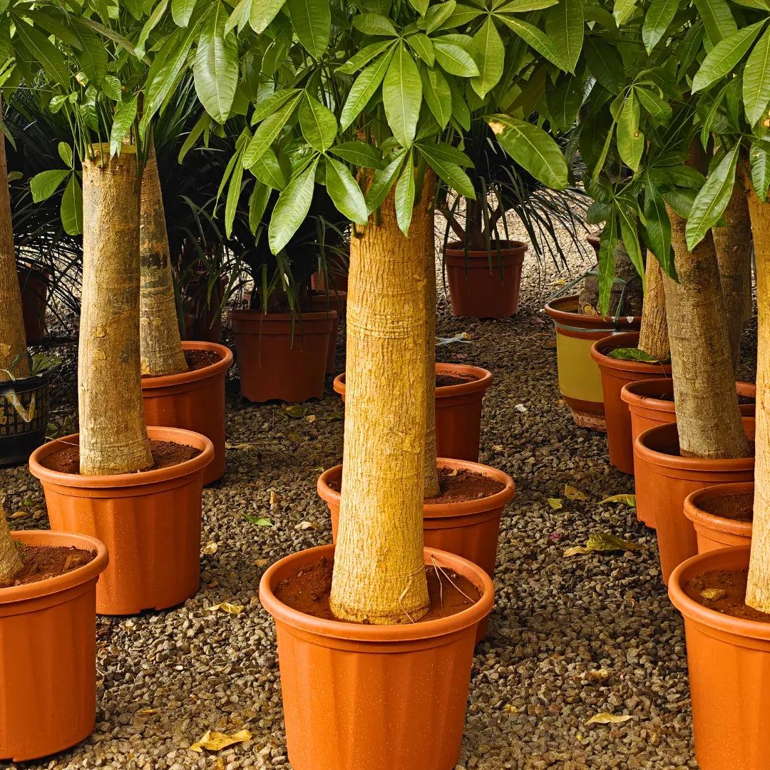 single money tree Pachira Aquatica (Money Tree) "Single Shoot Thick Stem"