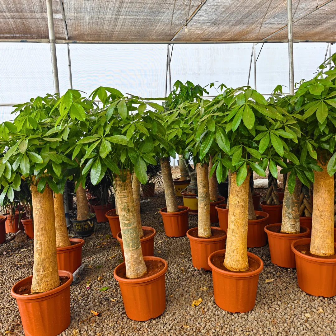 thick stem indoor plant Pachira Aquatica (Money Tree) "Single Shoot Thick Stem"