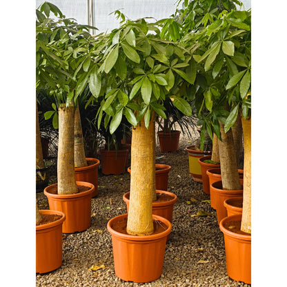 Buy Pachira Aquatica single shoot thick stem Plant Online at Lalitenterprise