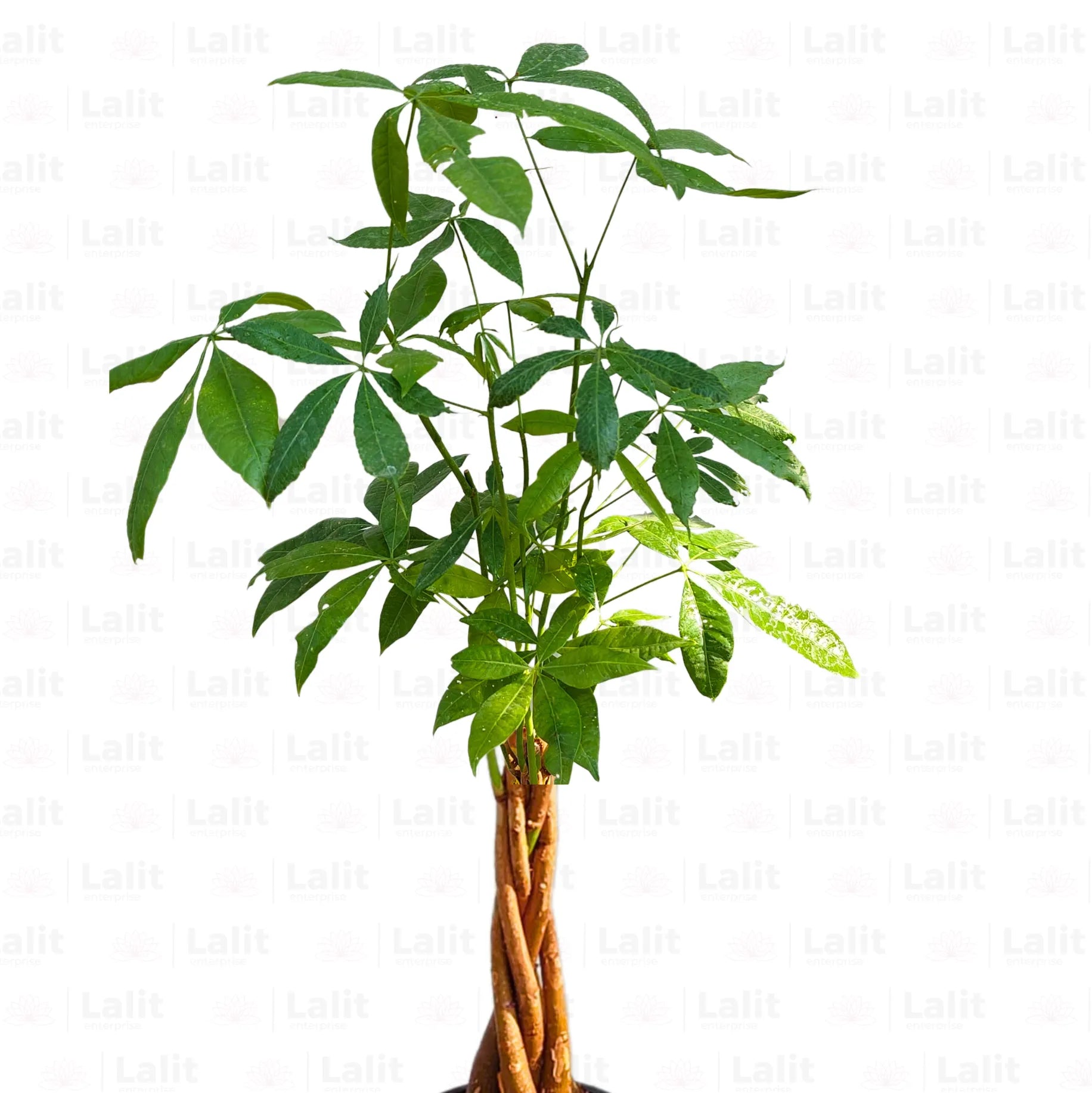 Buy Pachira Aquatica  - Plant Online at Lalitenterprise