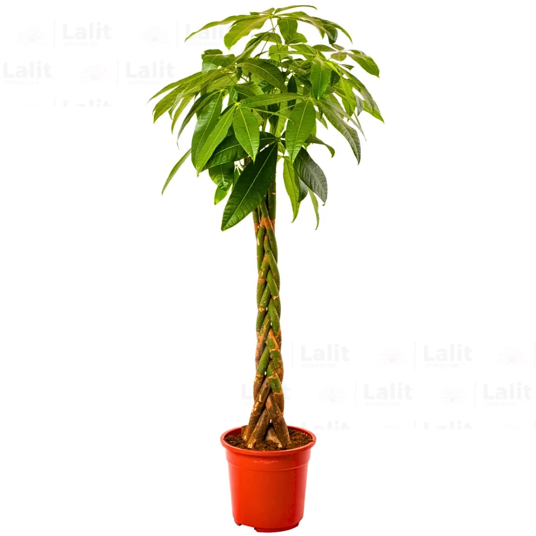 Buy Pachira Aquatica (Money Tree) - Plant Online at Lalitenterprise