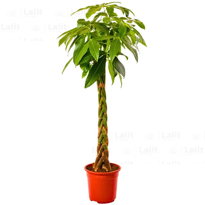 Buy Pachira Aquatica (Money Tree) - Plant Online at Lalitenterprise