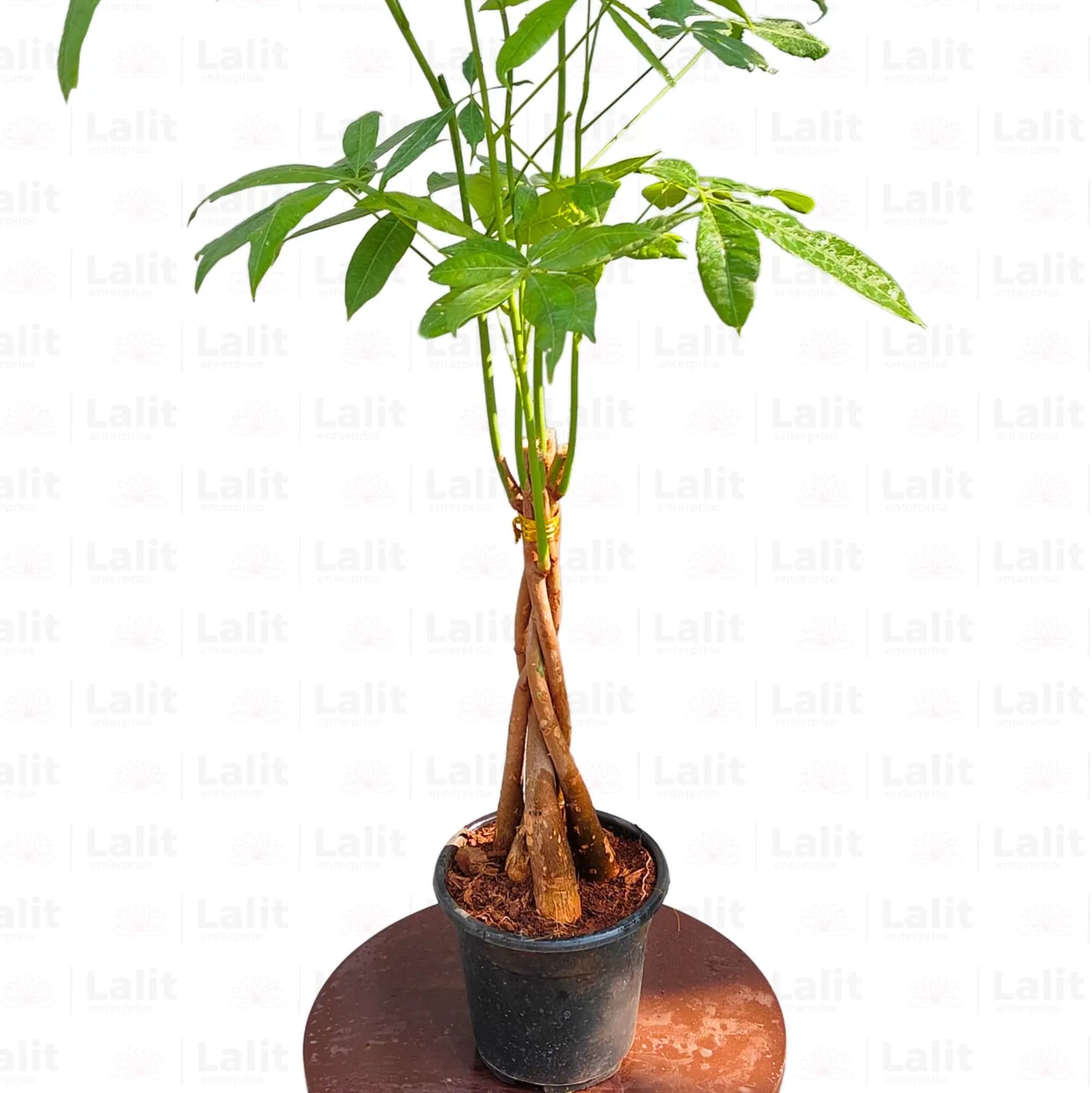 Buy Pachira Aquatica (Money Tree) - Plant Online at Lalitenterprise