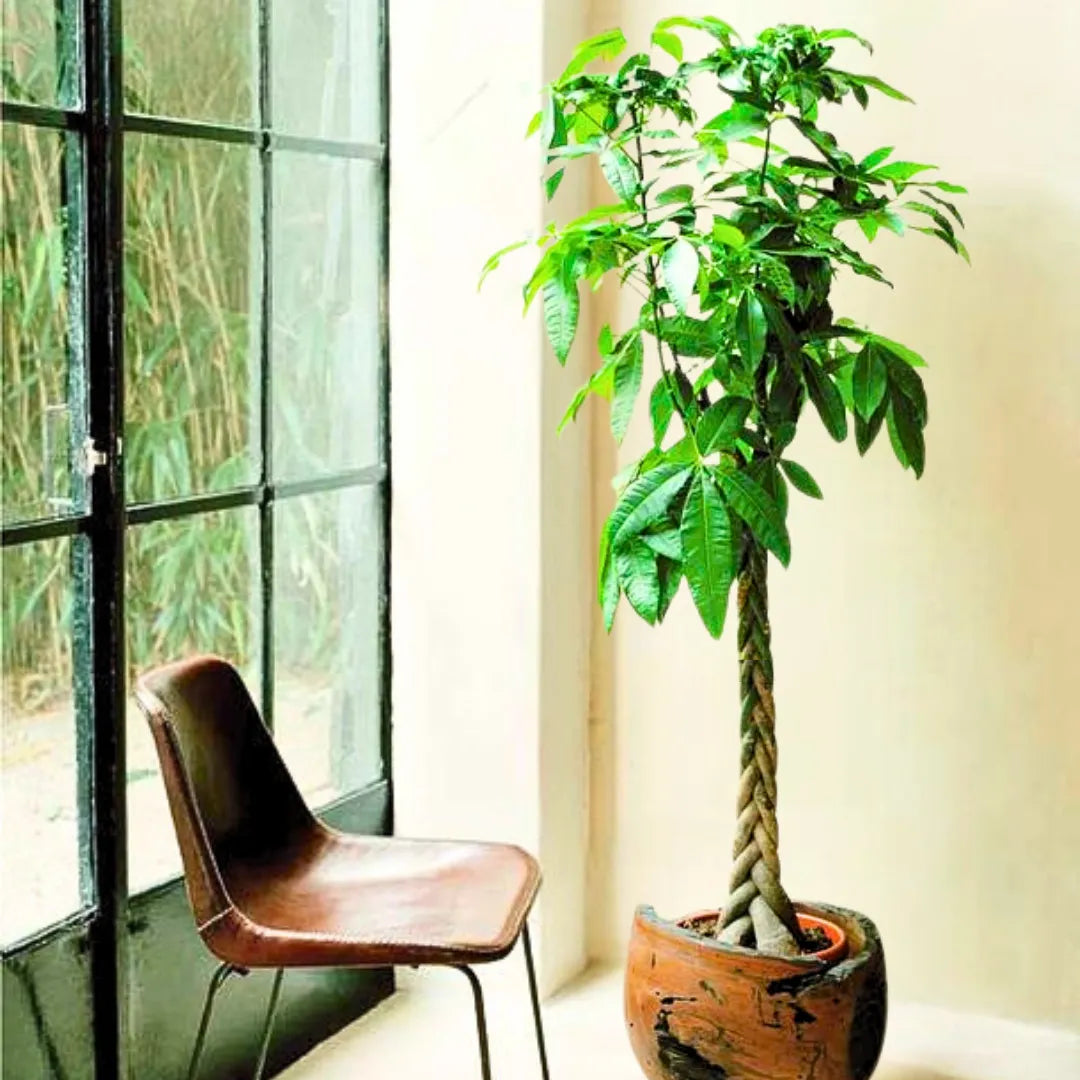 Buy Pachira Aquatica "Money Tree" - Plant Online at Lalitenterprise