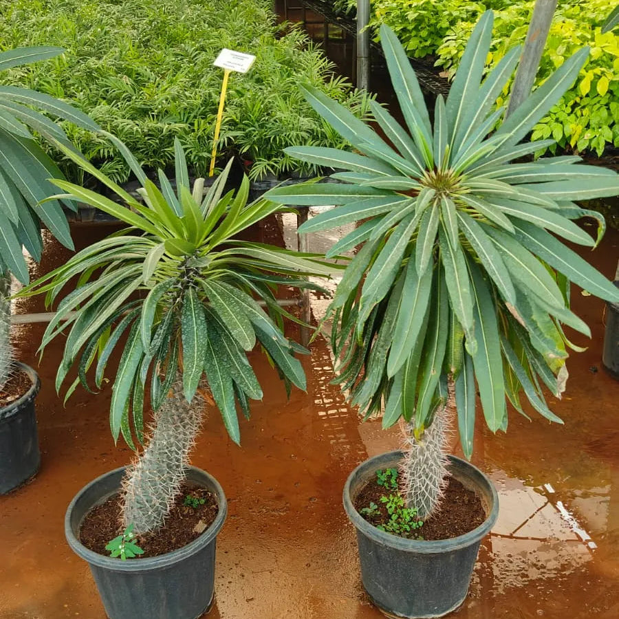 Buy Pachypodium Lamerei (Madagascar Palm) - Plant Online at Lalitenterprise