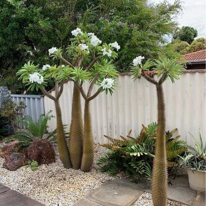 Buy Pachypodium Lamerei (Madagascar Palm) - Plant Online at Lalitenterprise