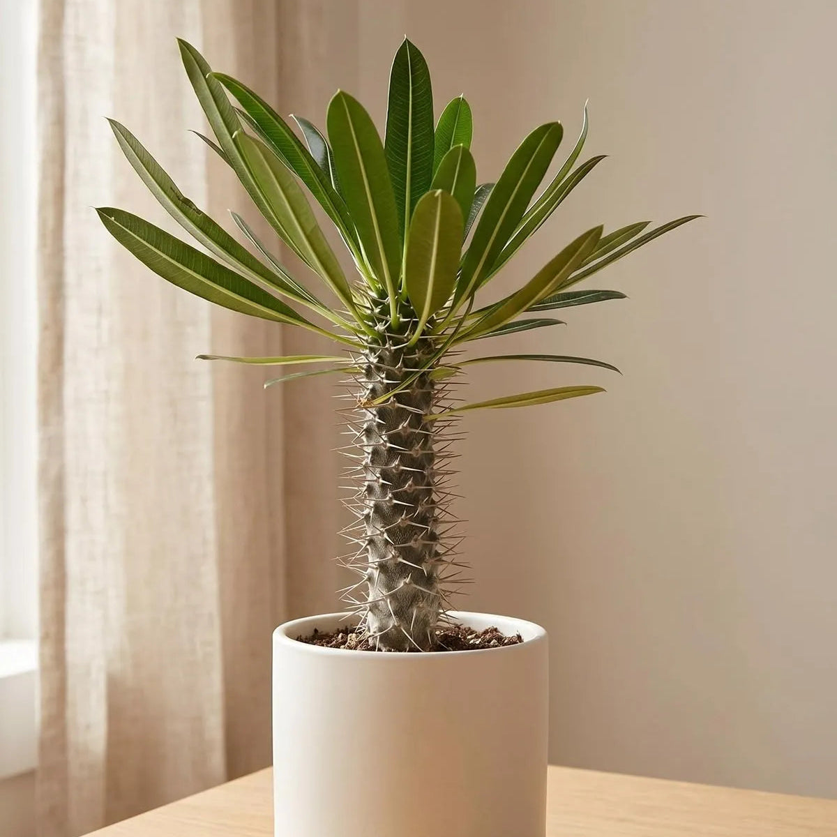 Buy Pachypodium Lamerei (Madagascar Palm) - Plant Online at Lalitenterprise