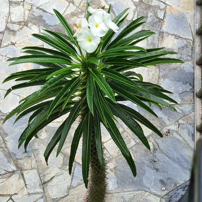 Buy Pachypodium Lamerei (Madagascar Palm) - Plant Online at Lalitenterprise