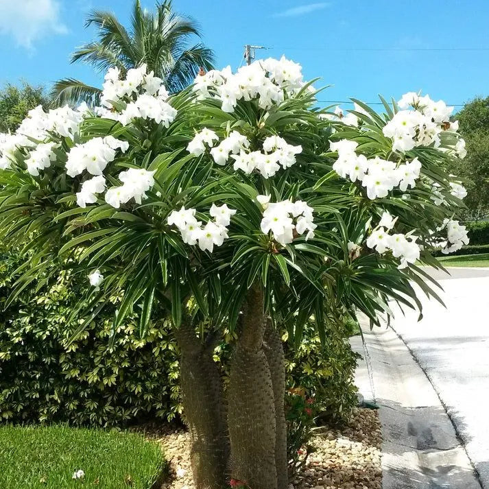 Buy Pachypodium Lamerei (Madagascar Palm) - Plant Online at Lalitenterprise
