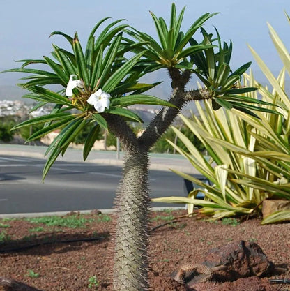 Buy Pachypodium Lamerei (Madagascar Palm) - Plant Online at Lalitenterprise