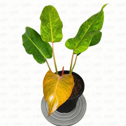 golden erubescens philodendron Buy Philodendron Erubescens " Painted Lady "
