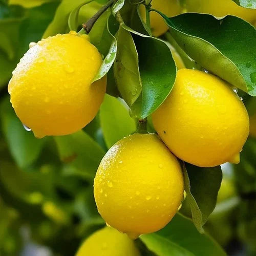 Buy Pakistani Lemon (Citrus Limon) - Plant Online at Lalitenterprise