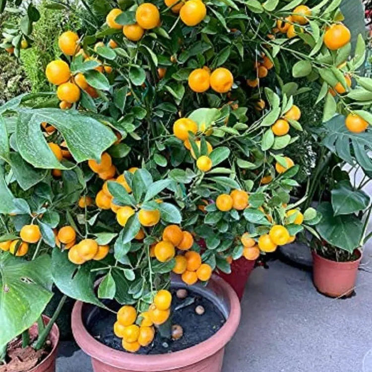Buy Pakistani Lemon (Citrus Limon) - Plant Online at Lalitenterprise