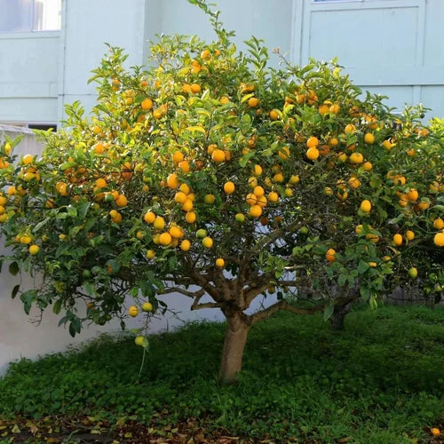 Buy Pakistani Lemon (Citrus Limon) - Plant Online at Lalitenterprise