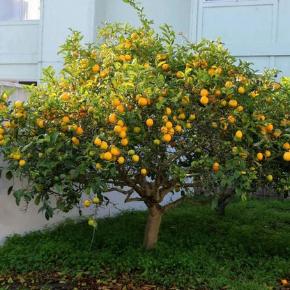 Buy Pakistani Lemon (Citrus Limon) - Plant Online at Lalitenterprise