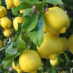 Buy Pakistani Lemon (Citrus Limon) - Plant Online at Lalitenterprise