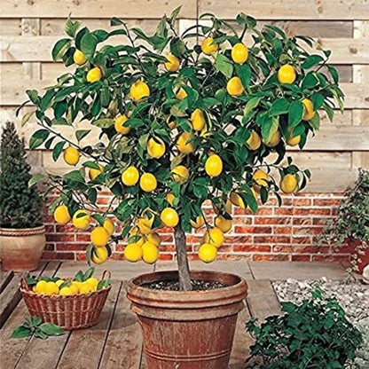 Buy Pakistani Lemon (Citrus Limon) - Plant Online at Lalitenterprise