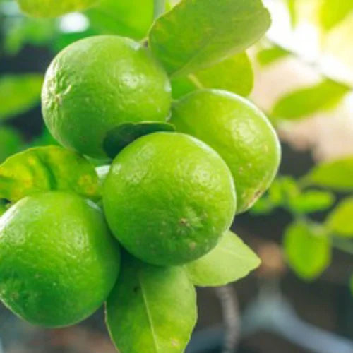 Buy Pakistani Lemon (Citrus Limon) - Plant Online at Lalitenterprise