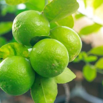 Buy Pakistani Lemon (Citrus Limon) - Plant Online at Lalitenterprise