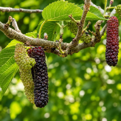 Buy Pakistani Mulberry (Morus Macroura) - Plant Online at Lalitenterprise