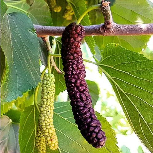 Buy Pakistani Mulberry (Morus Macroura) - Plant Online at Lalitenterprise