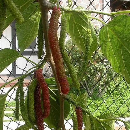 Buy Pakistani Mulberry (Morus Macroura) - Plant Online at Lalitenterprise