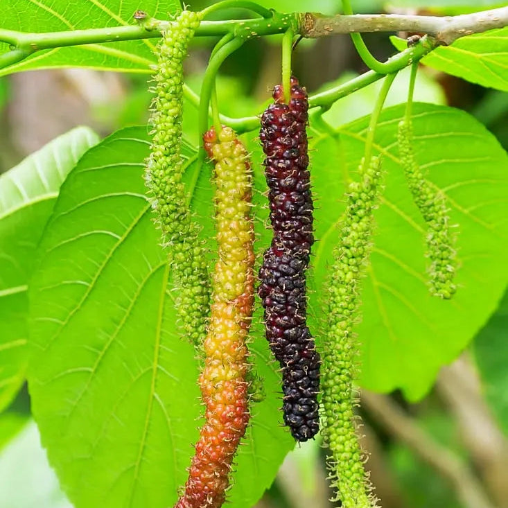 Buy Pakistani Mulberry (Morus Macroura) - Plant Online at Lalitenterprise