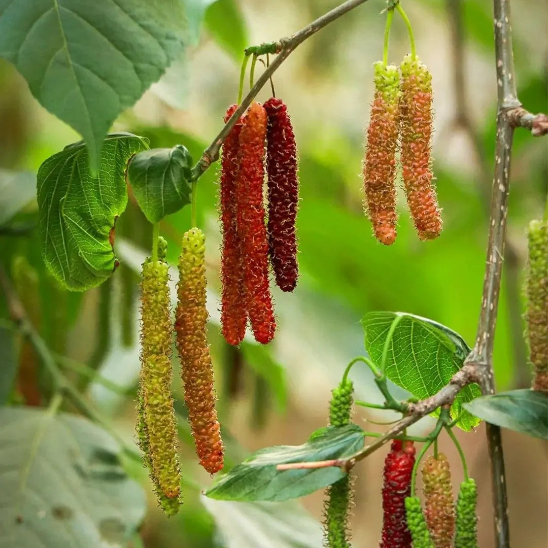 Buy Pakistani Mulberry (Morus Macroura) - Plant Online at Lalitenterprise