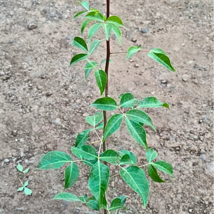 Buy Panchmukhi Belpatra - Plant Online at Lalitenterprise
