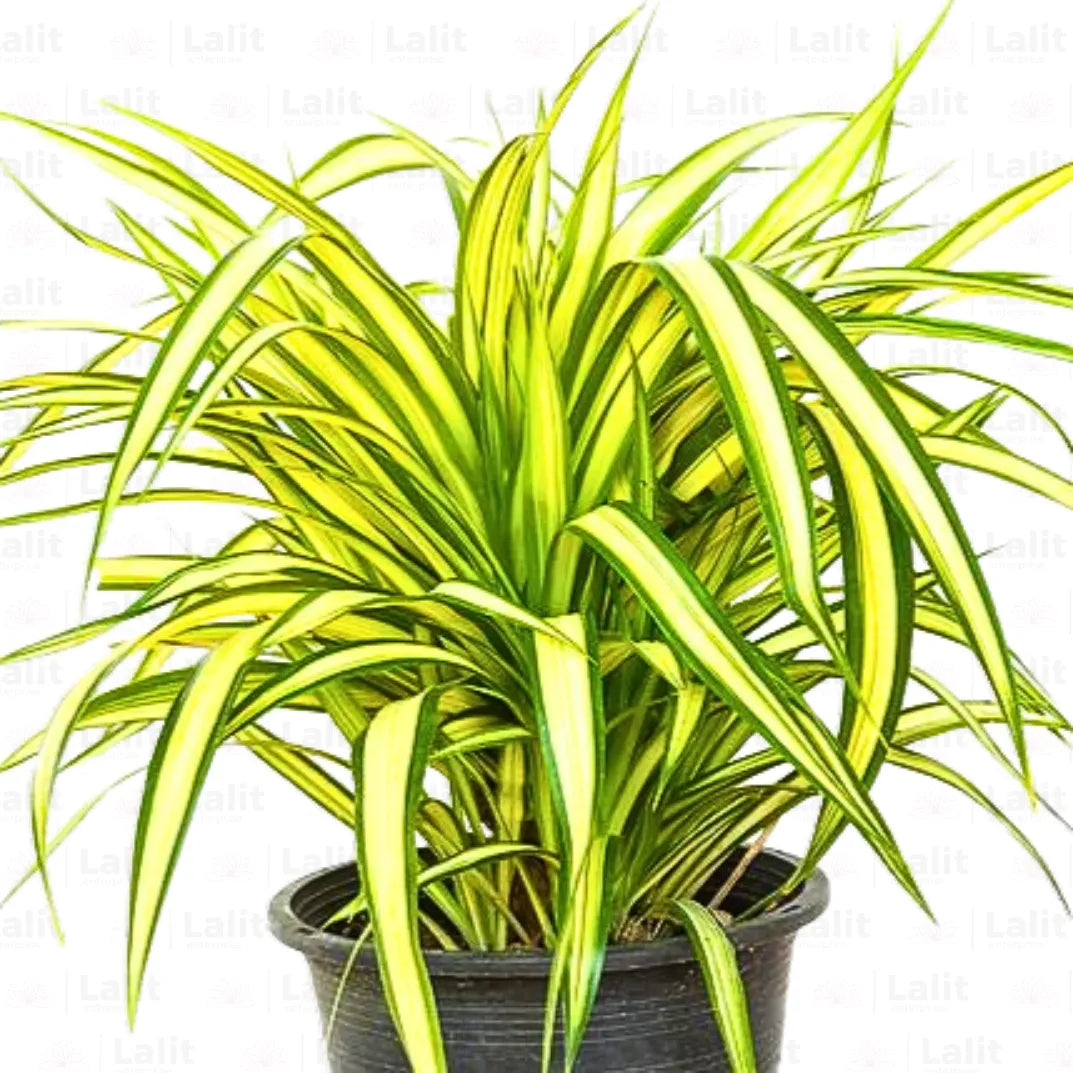Buy Pandanus Baptistii - Plant Online at Lalitenterprise
