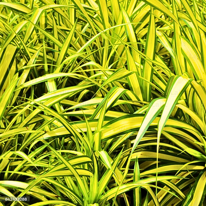 Buy Pandanus Golden - Plant Online at Lalitenterprise