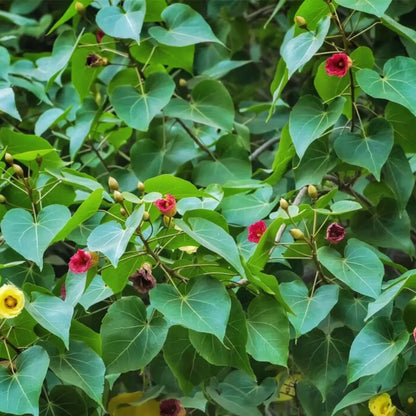 Buy Paras peepal Plant - Lalit enterprise