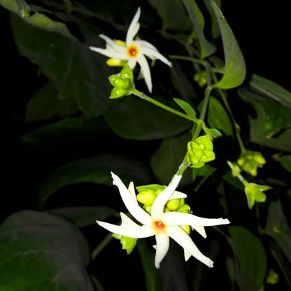Buy Parijat "Night-flowering Jasmine" - Plant Online at Lalitenterprise