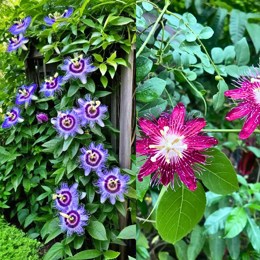 Buy Passiflora Incarnata (Krishnakamal) "Pack of 2" - Plant (Purple & Pink) Online at Lalitenterprise