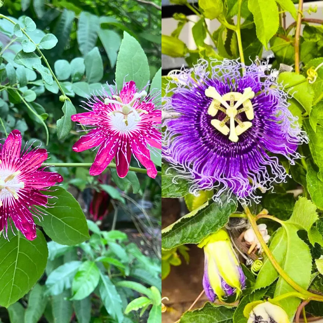Buy Passiflora Incarnata (Krishnakamal) "Pack of 2" - Plant (Purple & Pink) Online at Lalitenterprise
