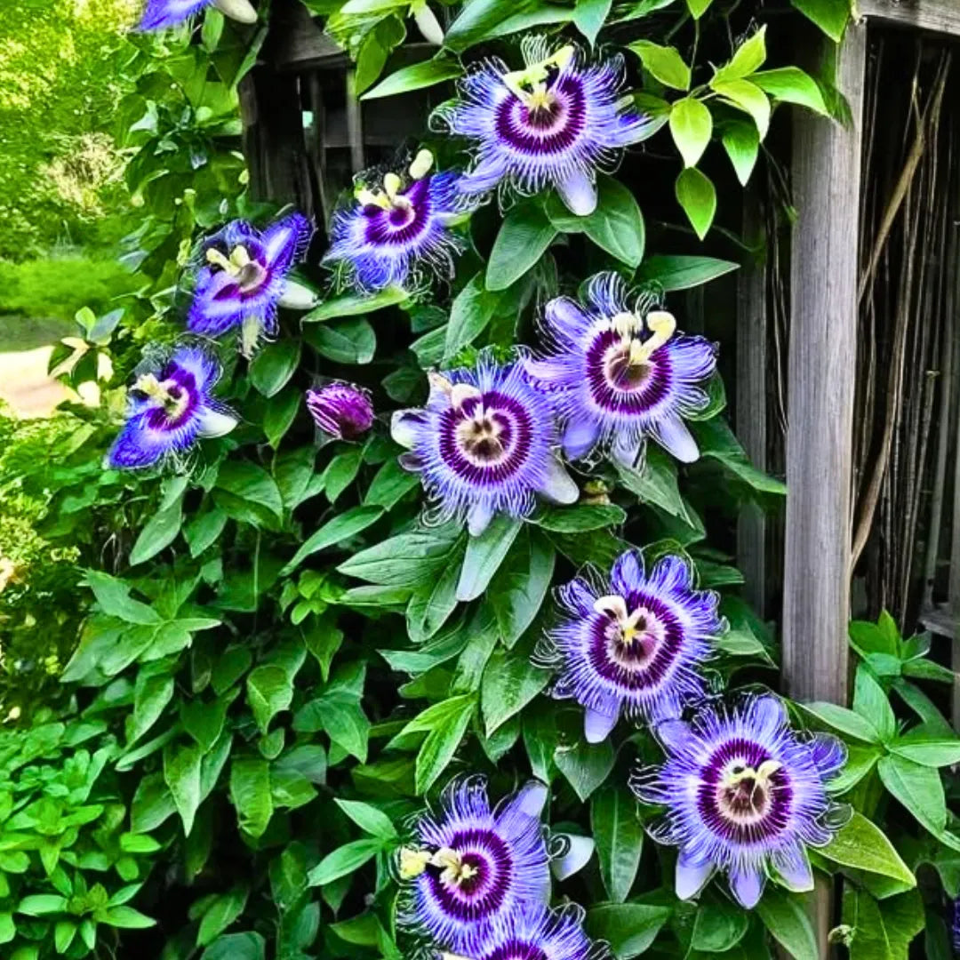 Buy Passiflora Incarnata (Krishnakamal) "Pack of 2" - Plant (Purple & Pink) Online at Lalitenterprise
