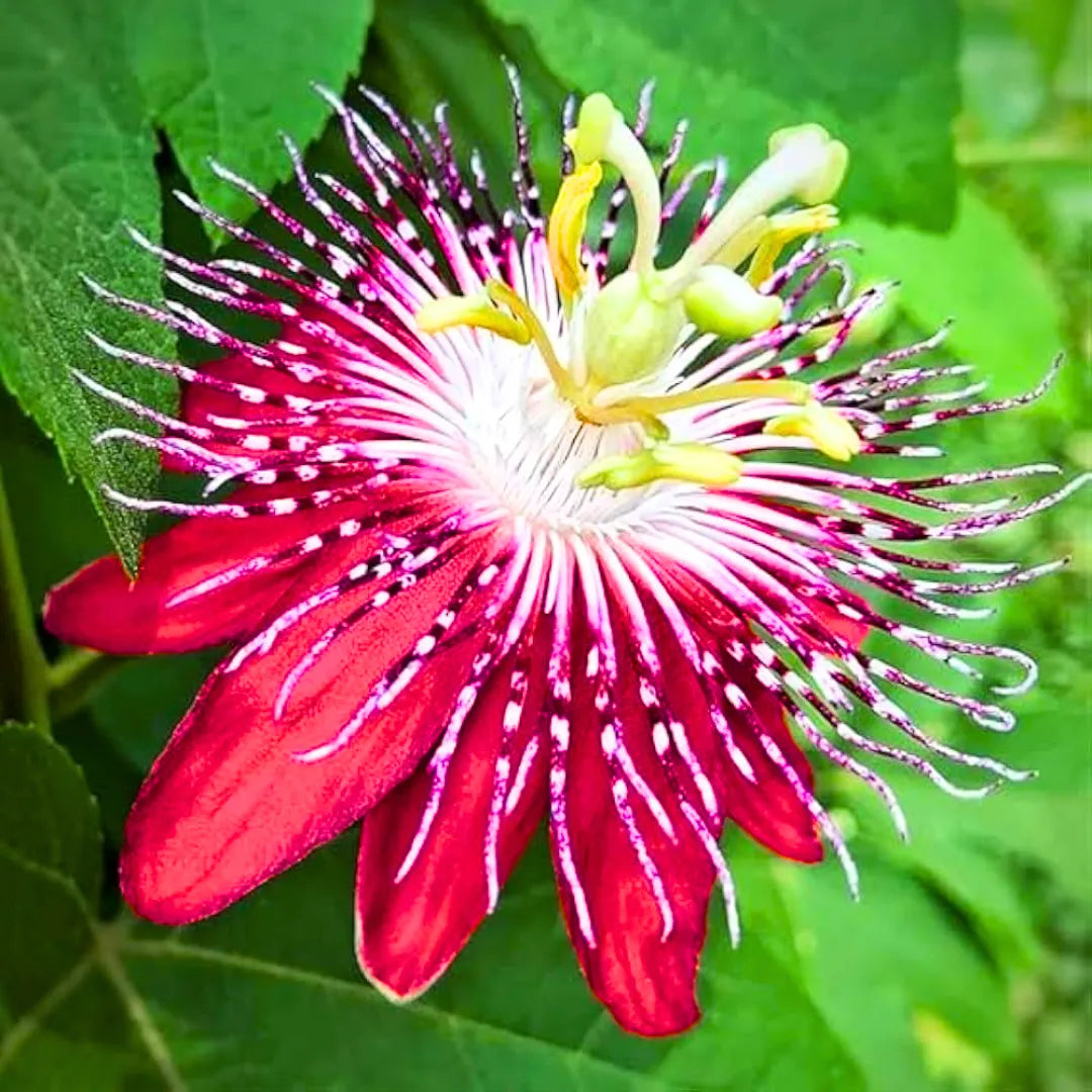 Buy Passiflora Incarnata (Krishnakamal) "Pack of 2" - Plant (Purple & Pink) Online at Lalitenterprise