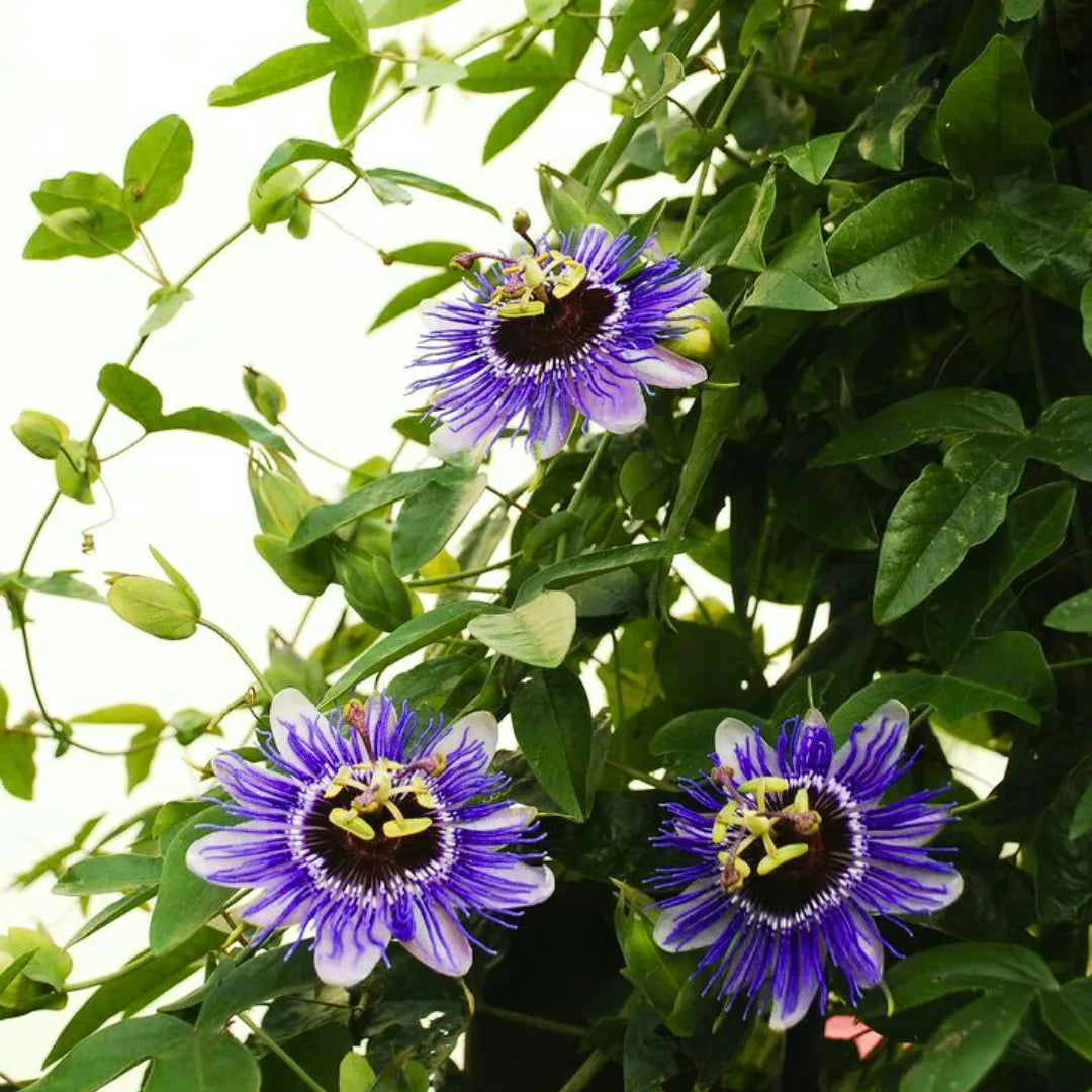 Buy Passiflora Incarnata (Krishnakamal) "Pack of 2" - Plant (Purple & Pink) Online at Lalitenterprise