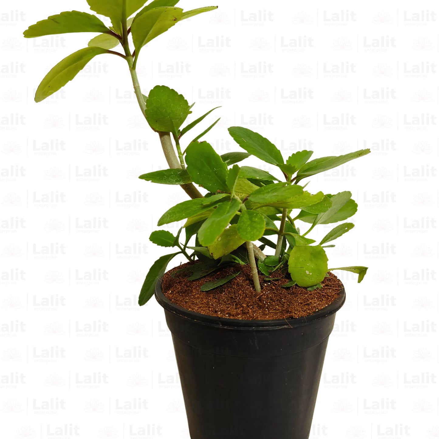 Buy  Stone Kidney - Plant Online at Lalitenterprise