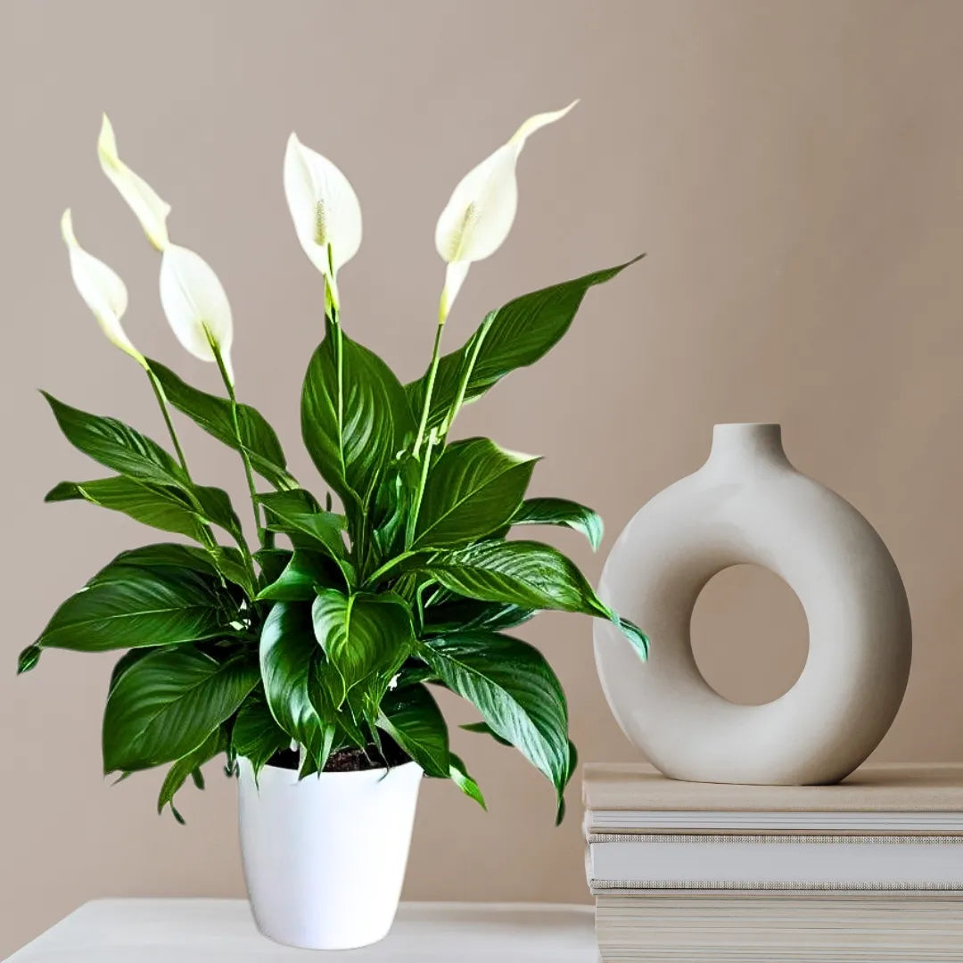 Buy Peace Lily 'Domino' (Spathiphyllum Wallisii) - Plant Online at Lalitenterprise