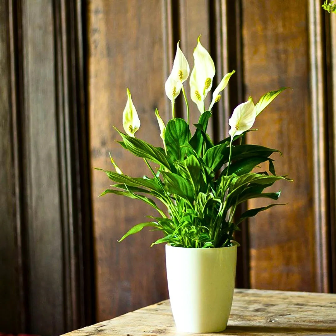 Buy Spathiphyllum Wallisii - Plant Online at Lalitenterprise