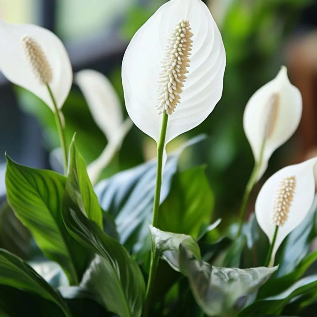 Buy Peace Lily - Plant Online at Lalitenterprise