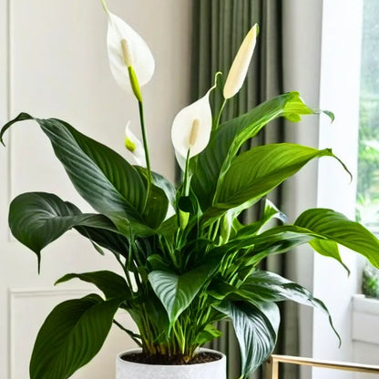 Buy Peace Lily 'Domino' (Spathiphyllum Wallisii) - Plant Online at Lalitenterprise