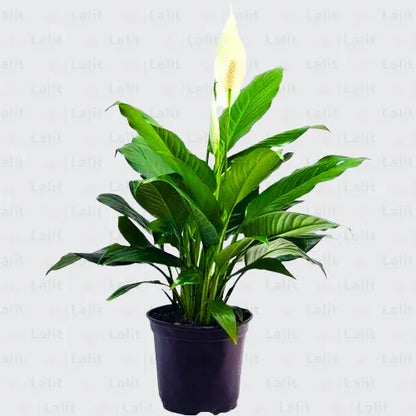 Buy Peace Lily (Spathiphyllum) - Plant Online at Lalitenterprise