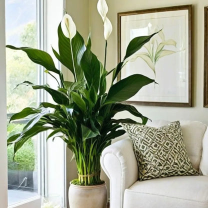 Buy Peace Lily 'Domino' - Plant Online at Lalitenterprise