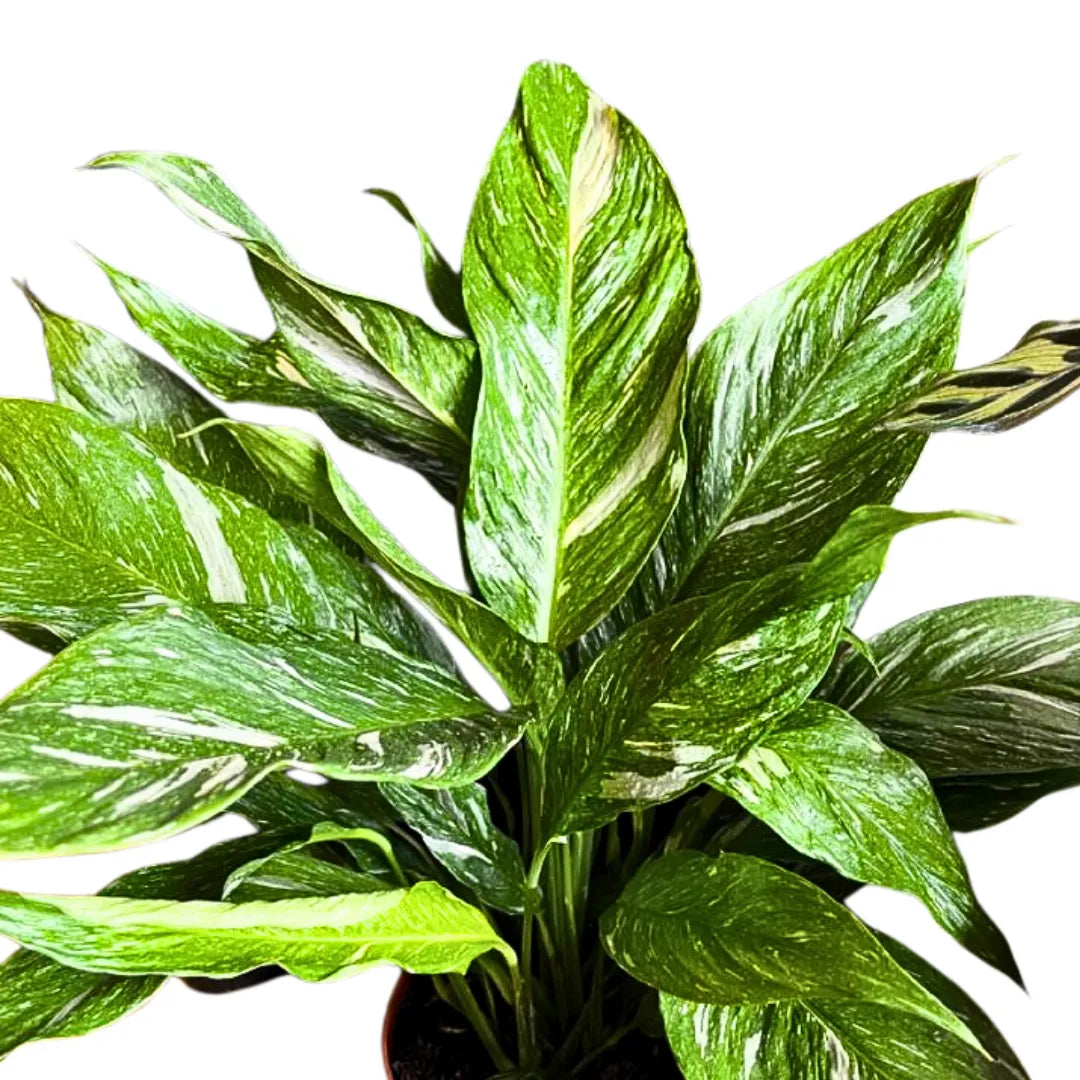 Buy Variegated Peace Lily (Spathiphyllum wallisii 'Domino') - Plant Online at Lalitenterprise