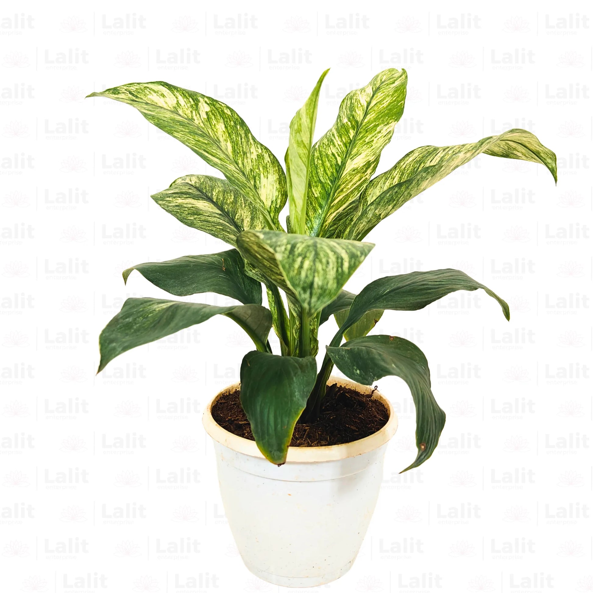 yellow variegated peace lily Variegated Peace Lily (Spathiphyllum wallisii 'Domino')