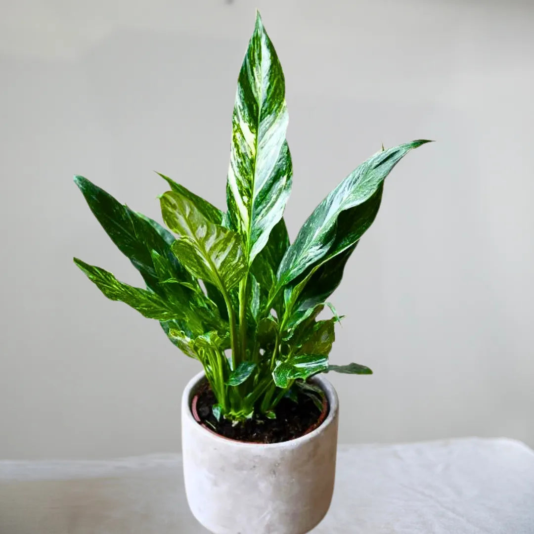 Buy Variegated Peace Lily - Plant Online at Lalitenterprise