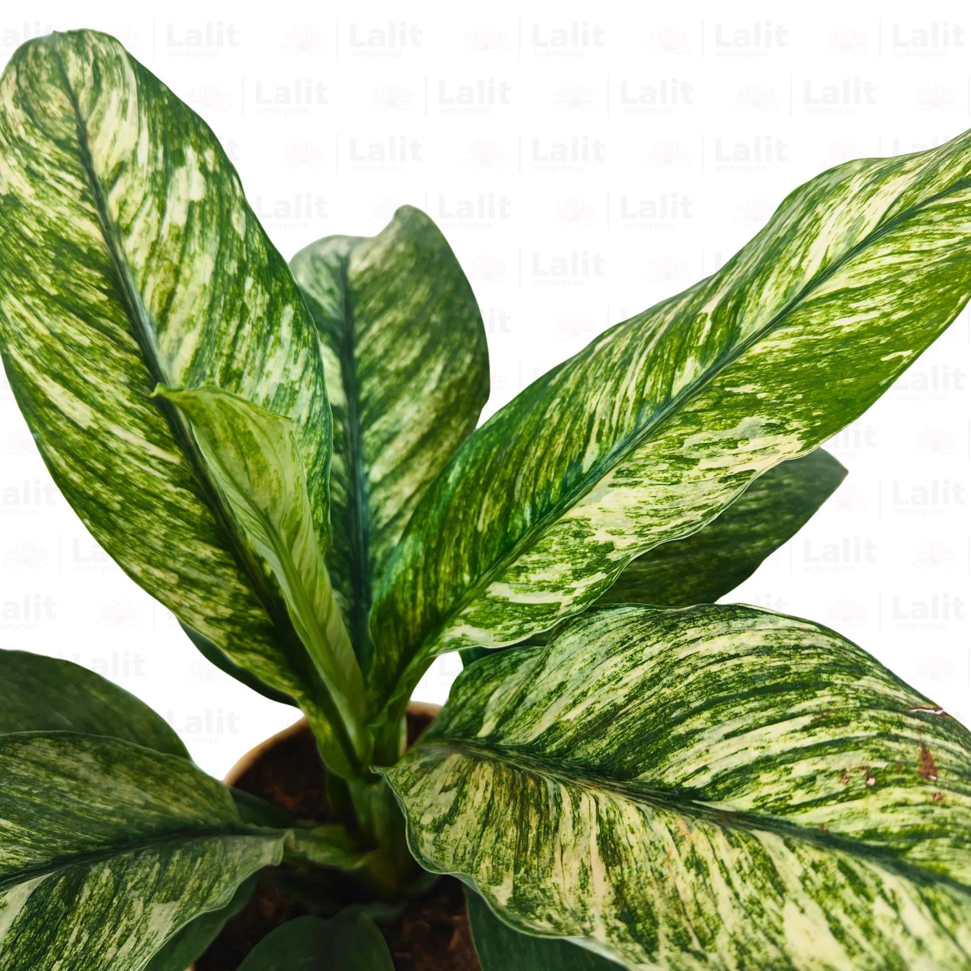 peace lily or spathiphyllum Variegated Peace Lily (Spathiphyllum wallisii 'Domino')